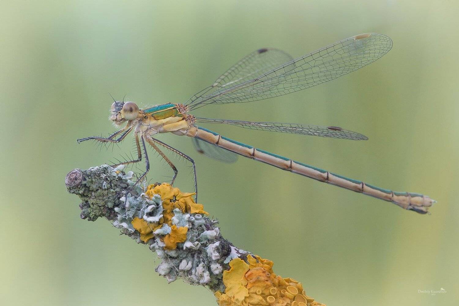 , Кузнецов Дмитрий