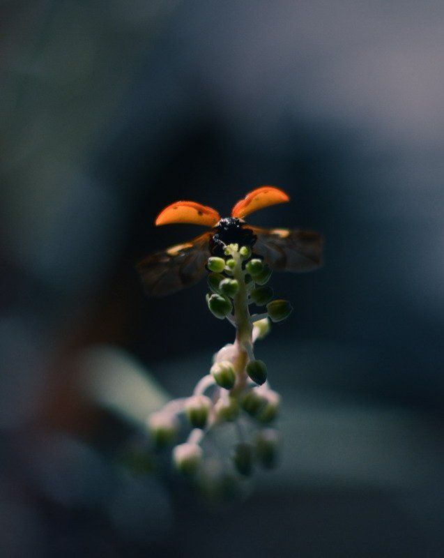 Бетмен фото превью