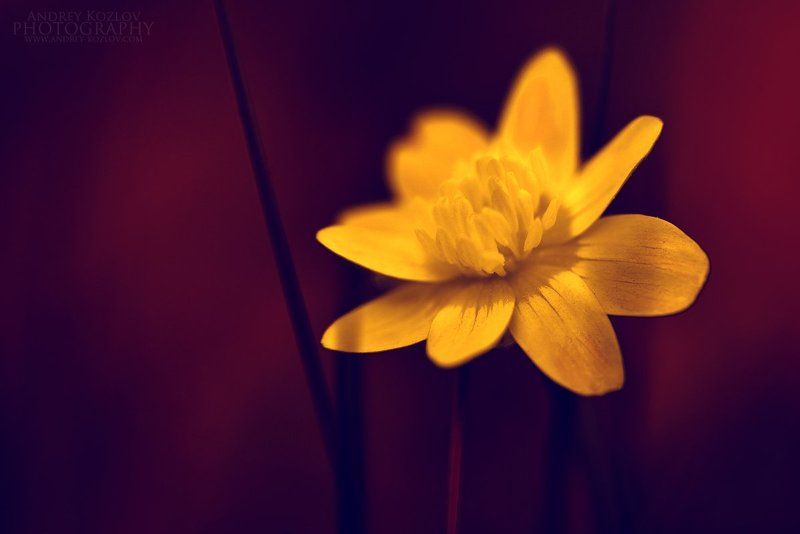 Flower фото превью