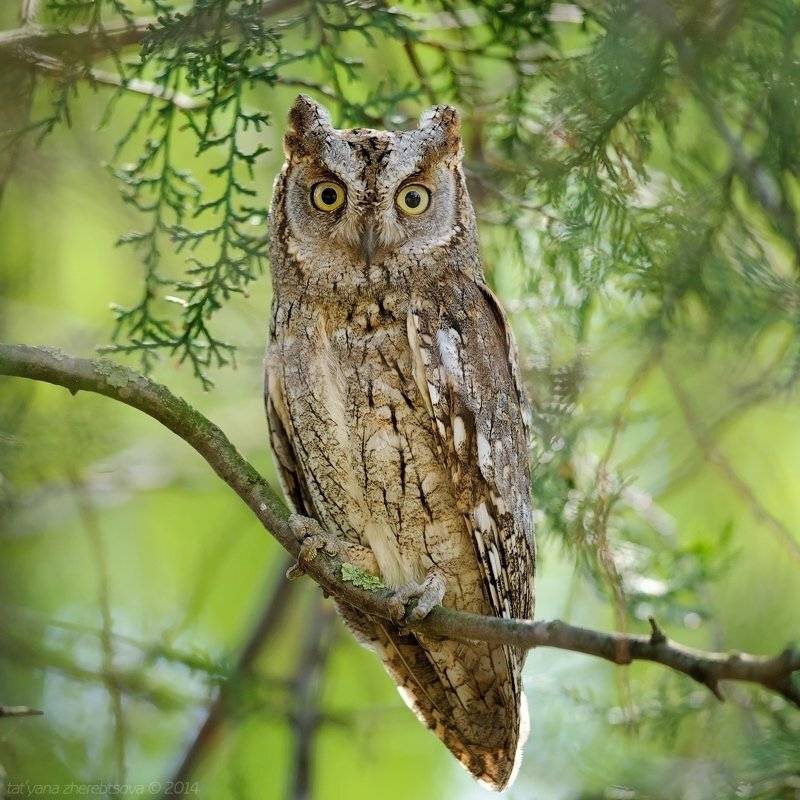 сплюшка, Татьяна Жеребцова