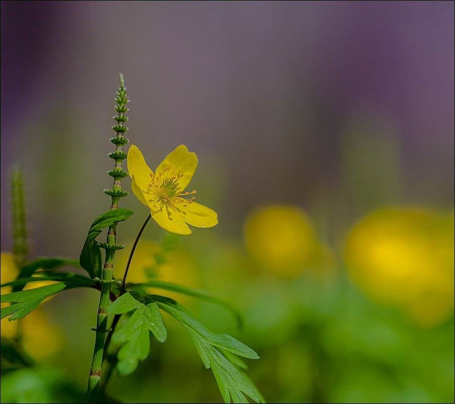 , Бурлов Андрей