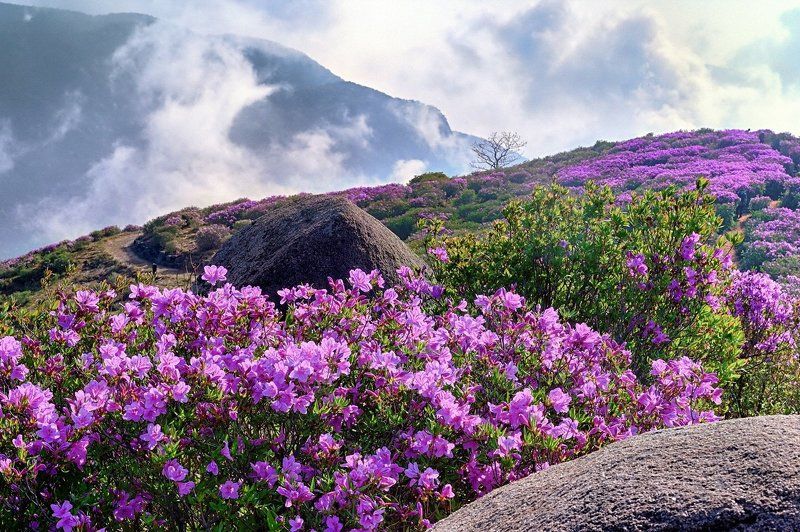 Pink Festival фото превью