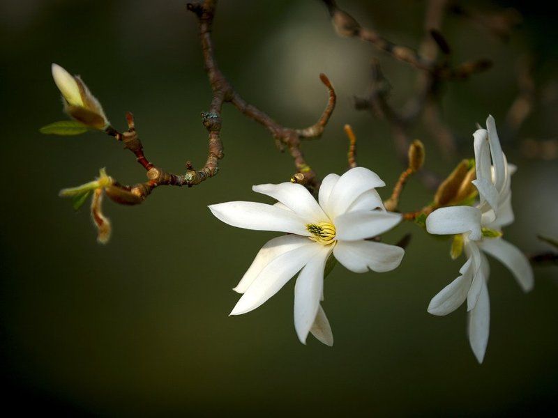 magnolia фото превью