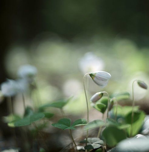 Кислица (Oxalis)