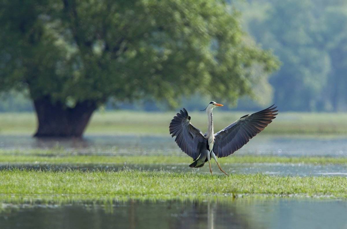 Ardea cinerea, Bulgaria, Grey heron, Ivan Ivanov