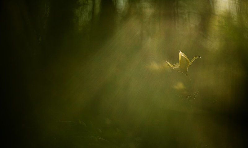 белогорье, тюльпан про волшебный тюльпановый лес фото превью