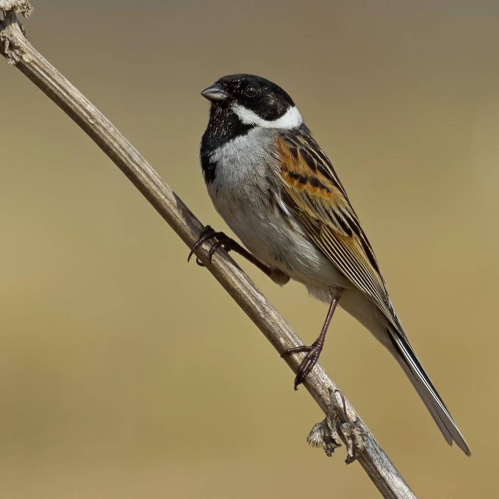 Камышовая овсянка, Ляпустин Юра