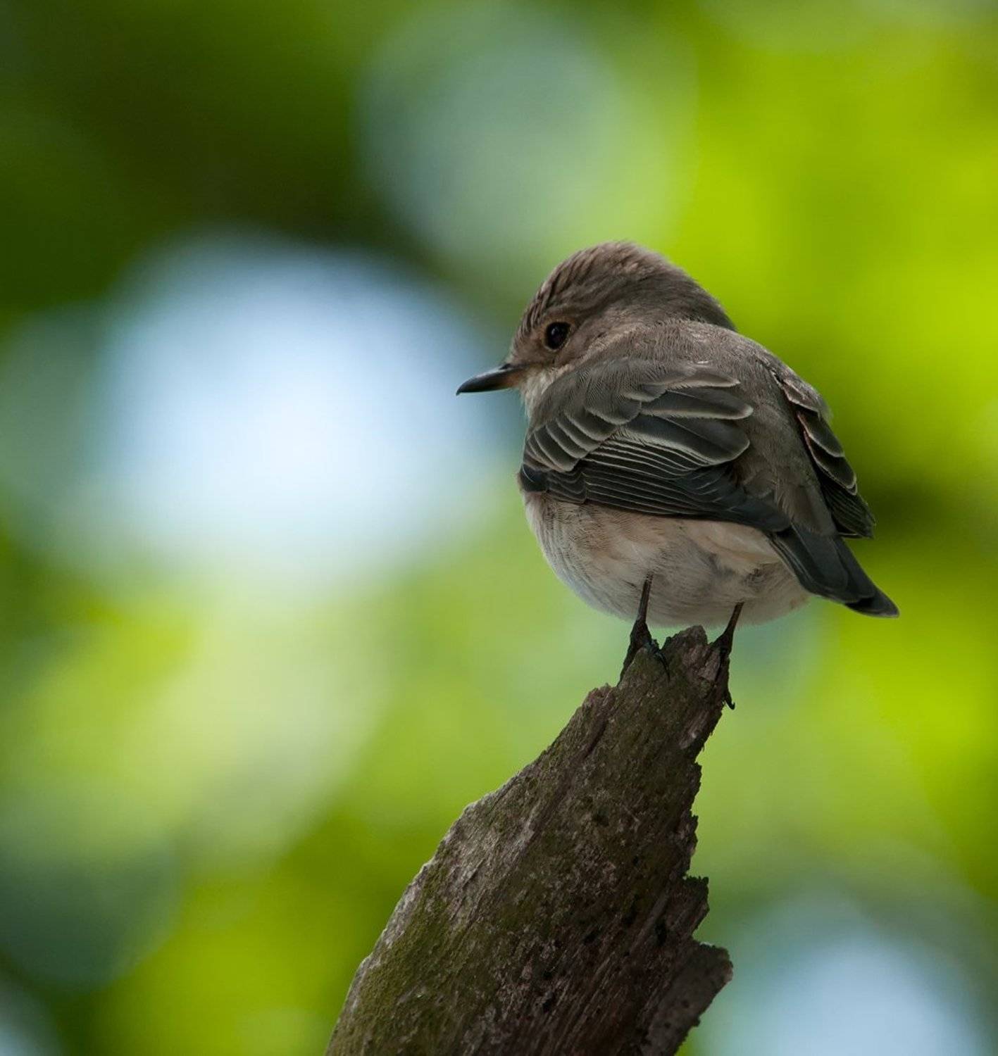 Касатка, Мухоловка, Птицы, Игорь Олейник