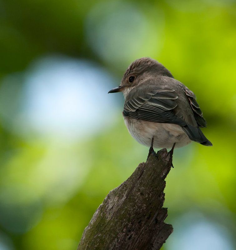 Касатка, Мухоловка, Птицы И когда же ОН отстанет... фото превью