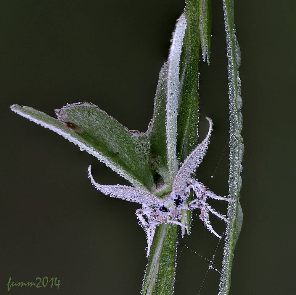 , Игорь ФУММ