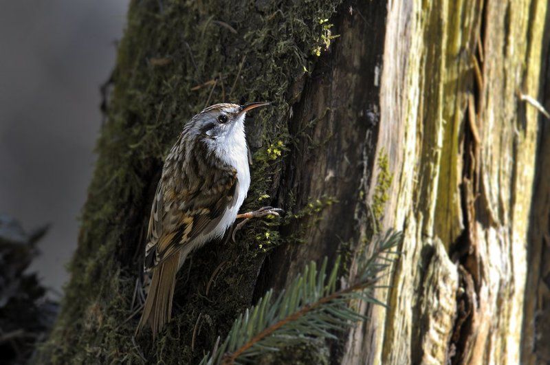 Пищуха. фото превью