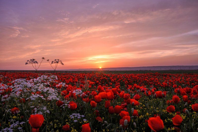 Poppy, Poppy field, Sughd, Tajikistan, Маки, Маковое поле, Согд, Таджикистан Маки фото превью