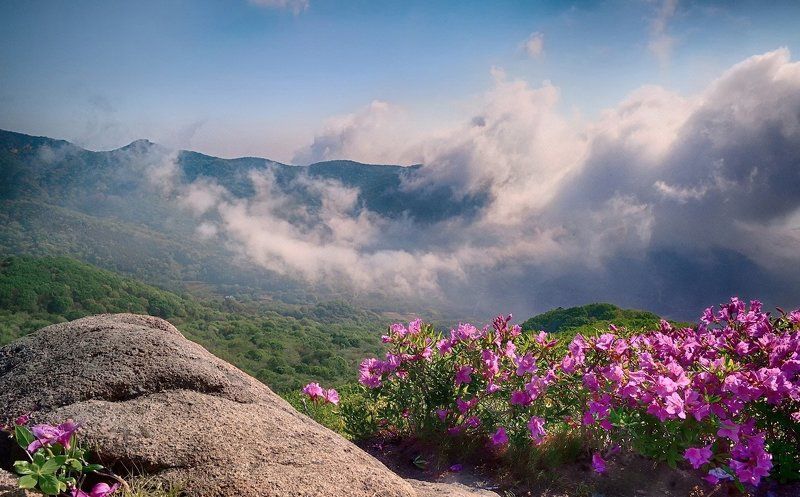 Blooming flowers and clouds фото превью