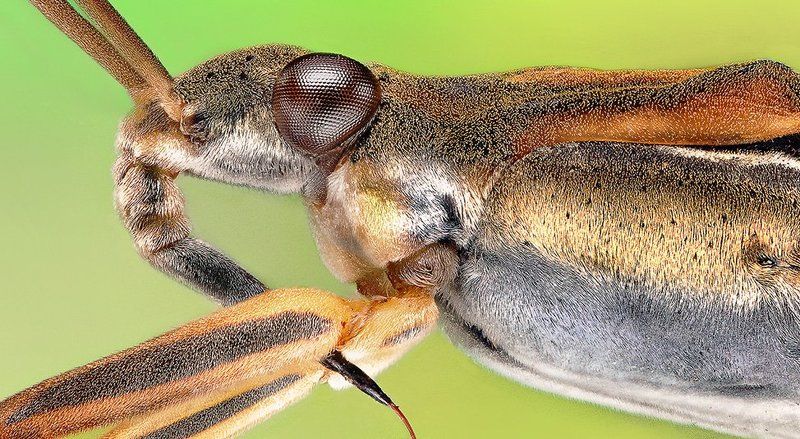 Water Strider (Gerris Lacustris фото превью