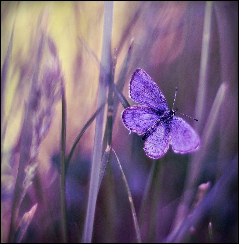 ... фото превью