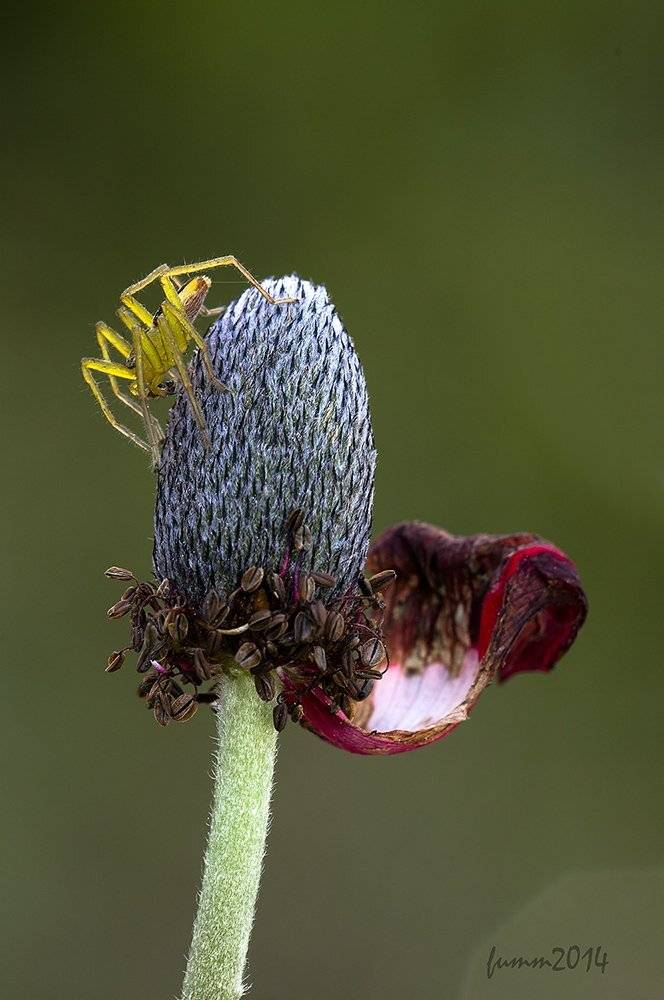 , Игорь ФУММ