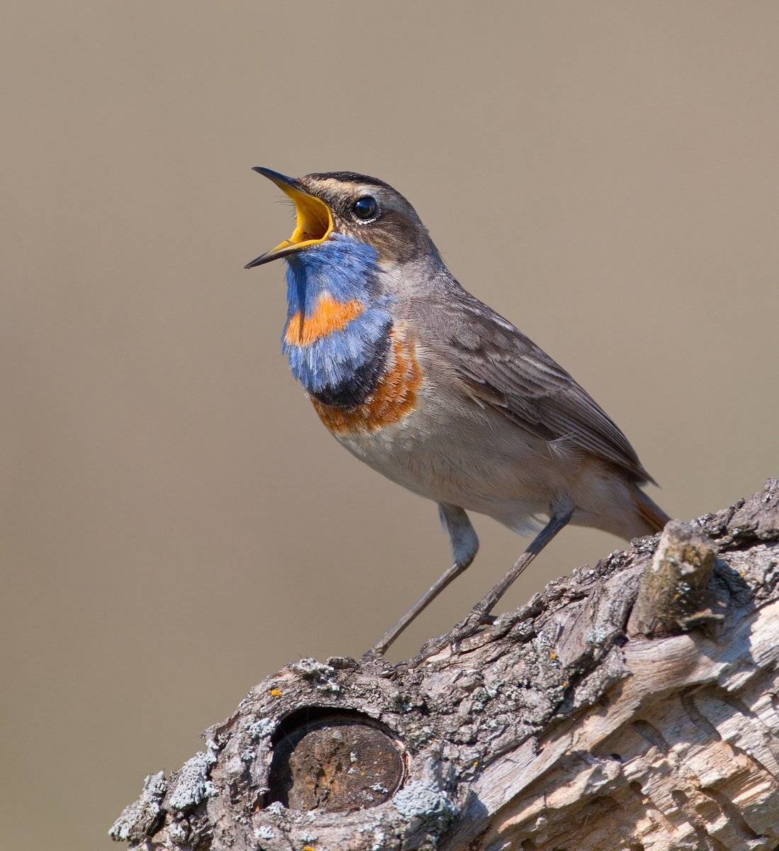 , Андрей Канышев