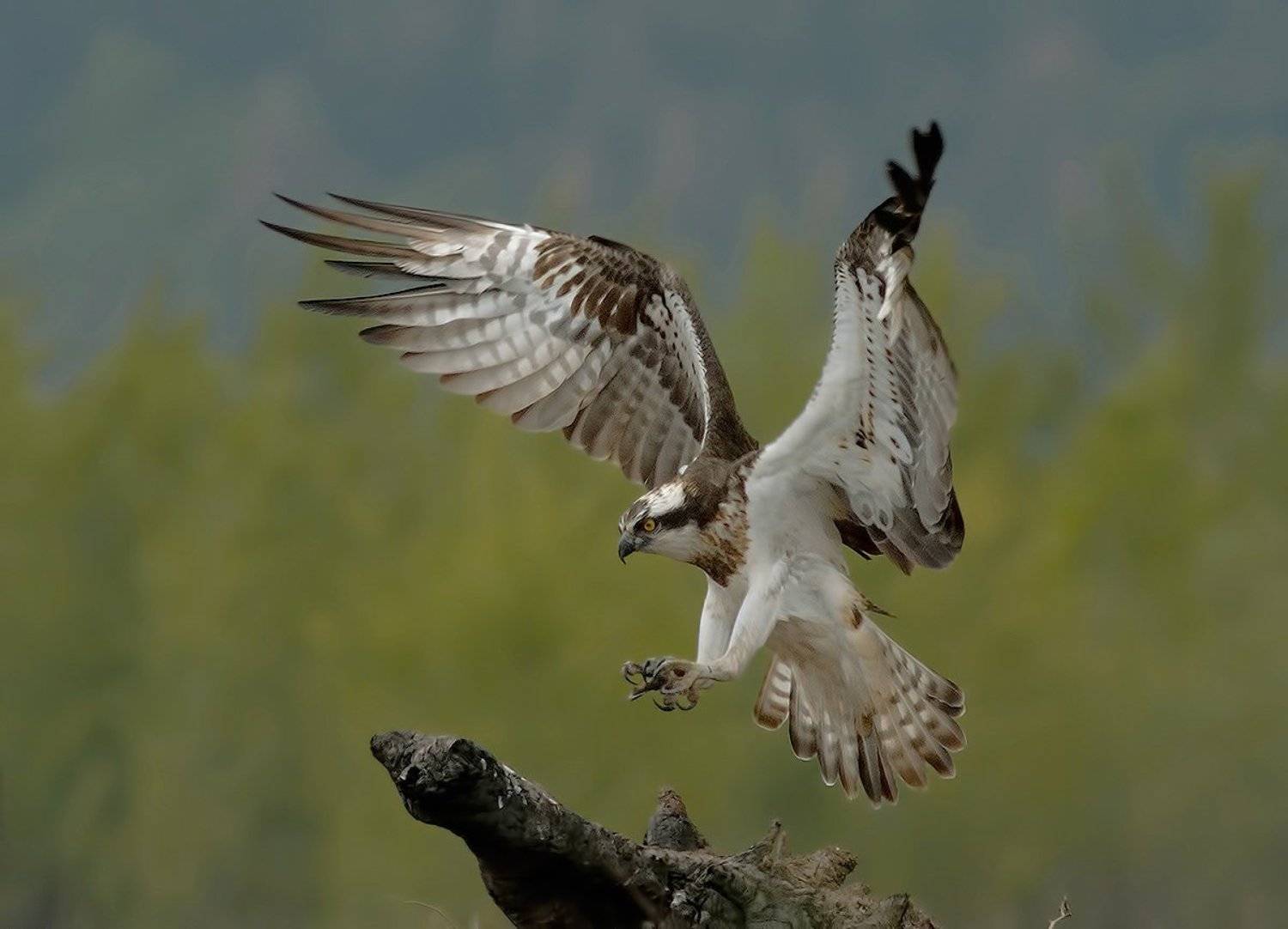 , Стефан Дянков