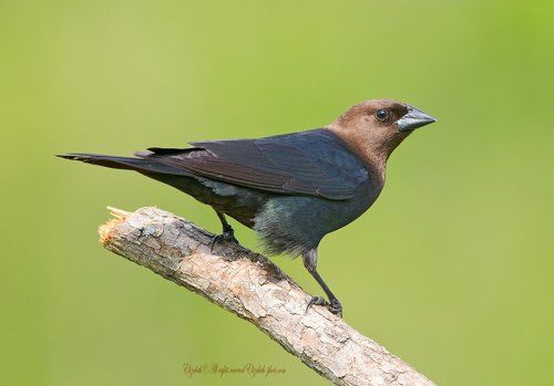 Буроголовый коровий трупиал - Brown-headed Cowbird