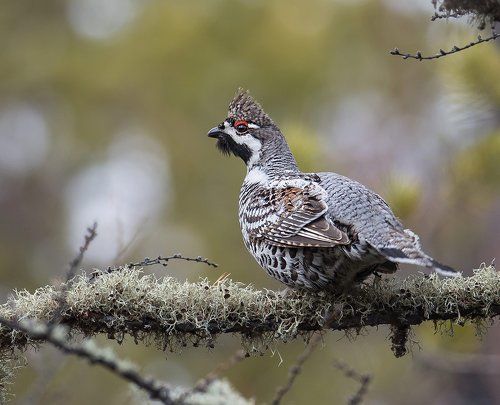 Лесные петушки