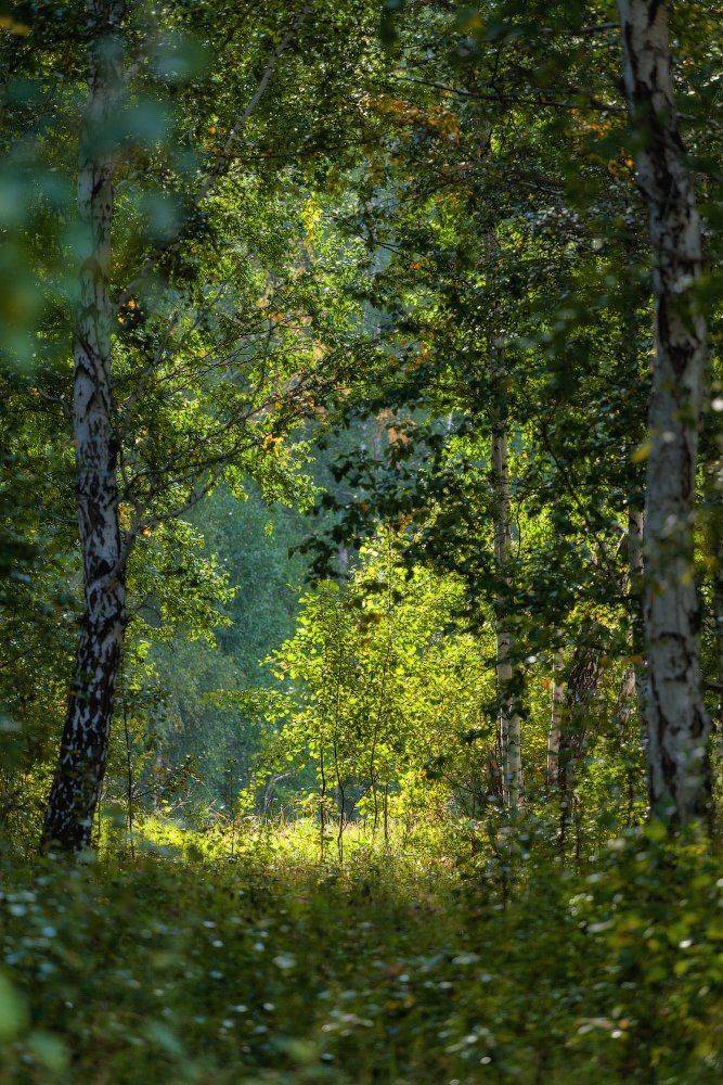 , Данил Ромодин