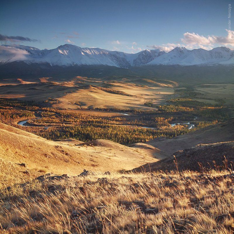 Курай фото превью