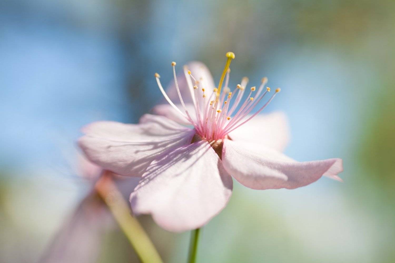 Lensbaby, Май, Макро, Сакура, Цветение, Цветок, Дара Пилюгина