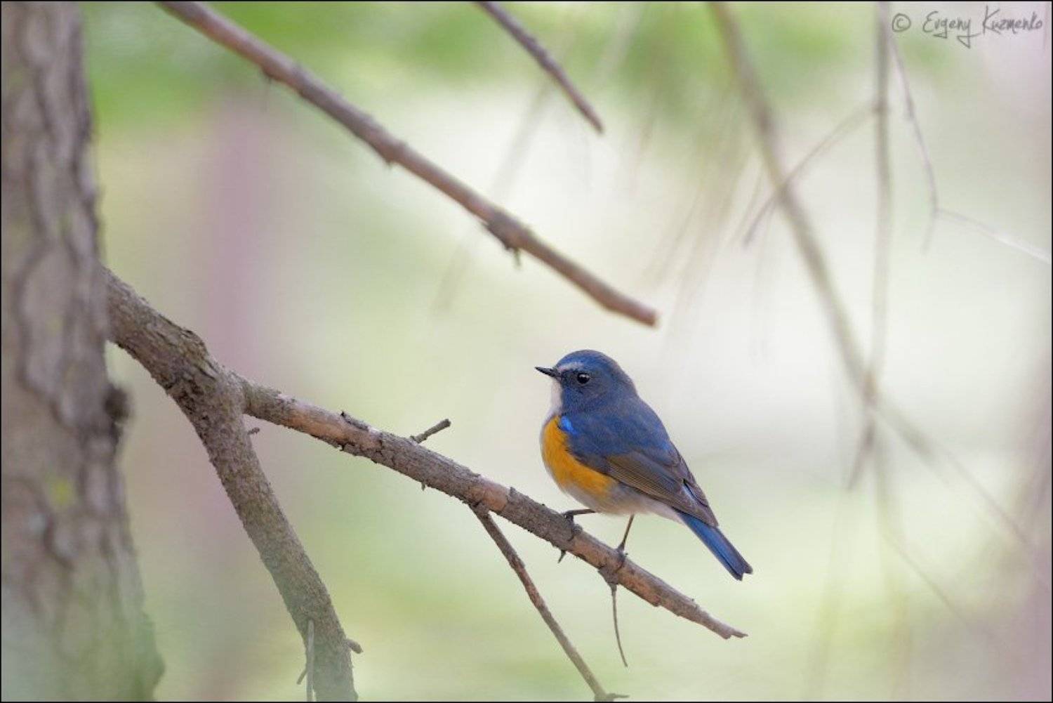 Сахалин, Синехвостка, Евгений Кузьменко