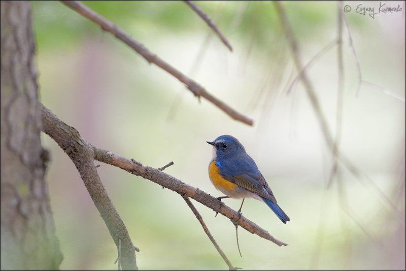 Сахалин, Синехвостка Синехвостка фото превью