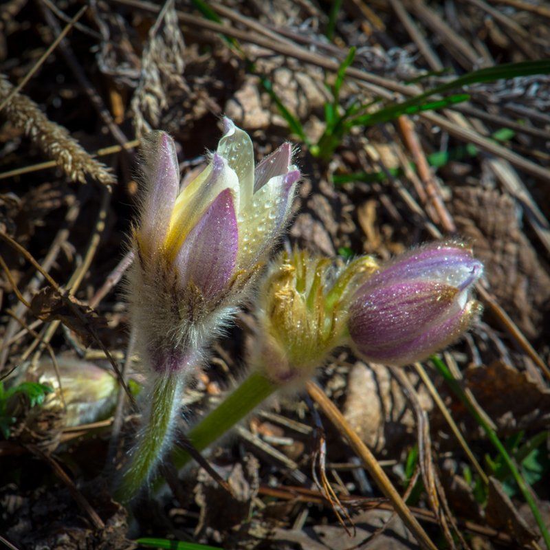 ПРОСТРЕЛ - СОН ТРАВЫ фото превью