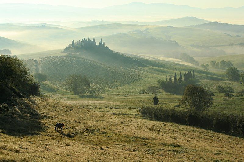 Horse on pasture фото превью