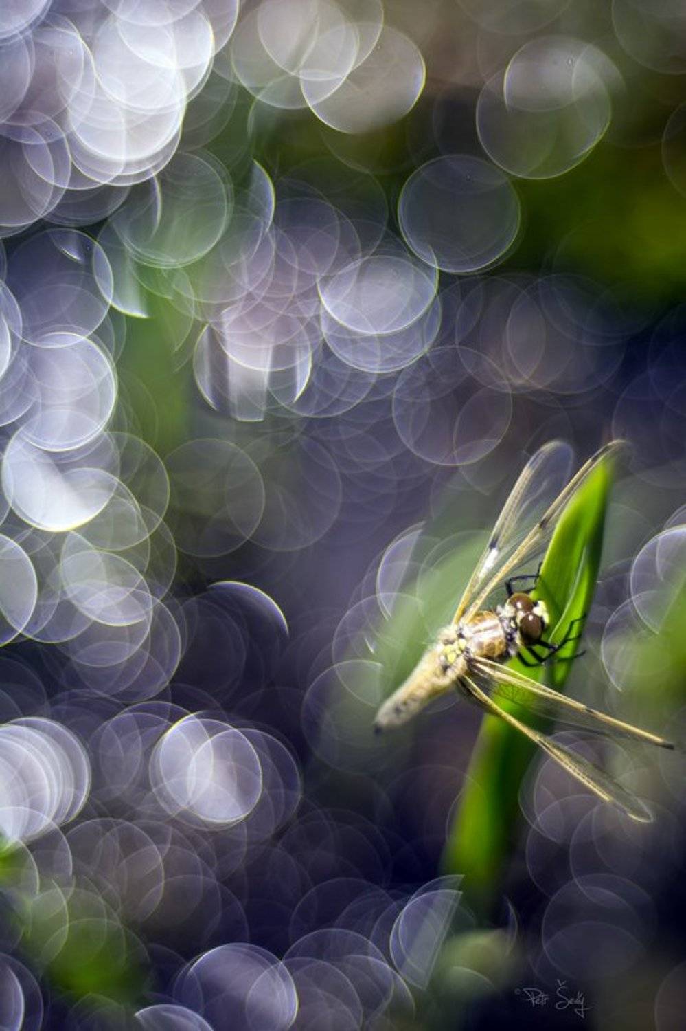 , Petr &Scaron;ed&yacute;