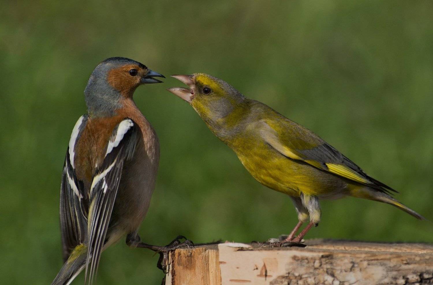 , Ирина Фурашова