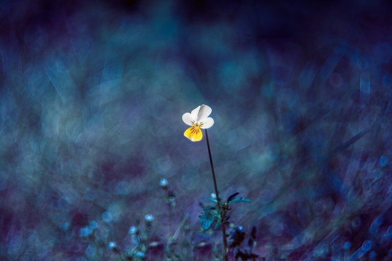 Viola arvensis фото превью