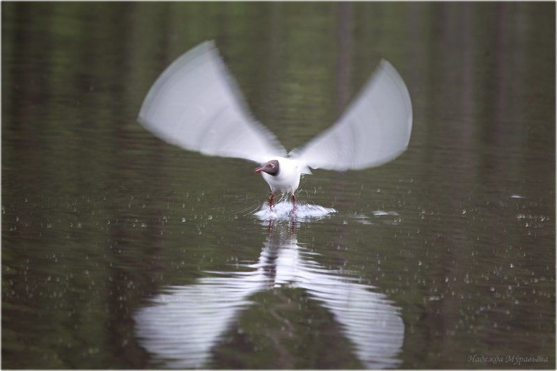 larus, larus, ridibundus, озёрная, чайка Festina Lente фото превью