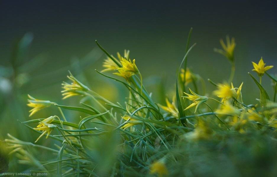 Гусиный, Лук, Alexey Lobanov