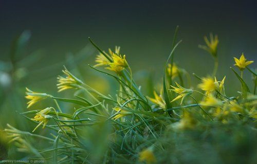 Голодные птенцы