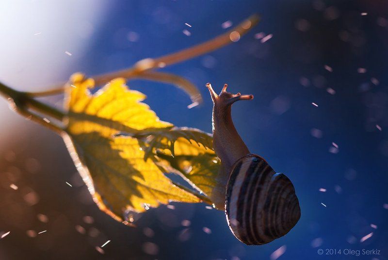 oleg, serkiz Улитки фото превью