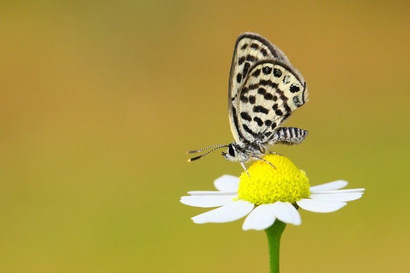 Tiger Blue фото превью