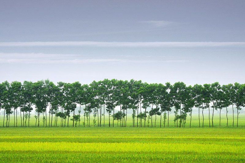 Lines on the field фото превью