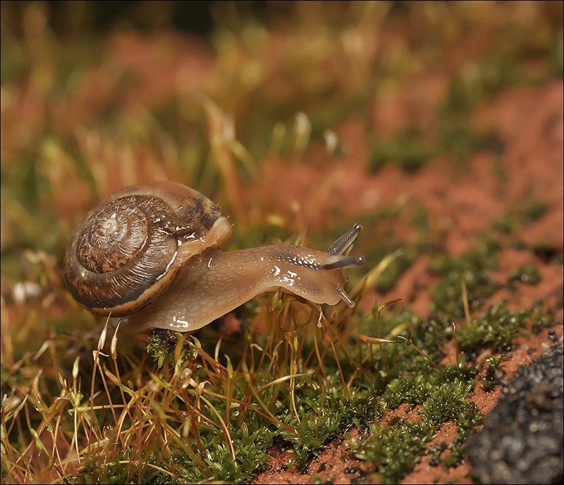 Премьерный подход... фото превью