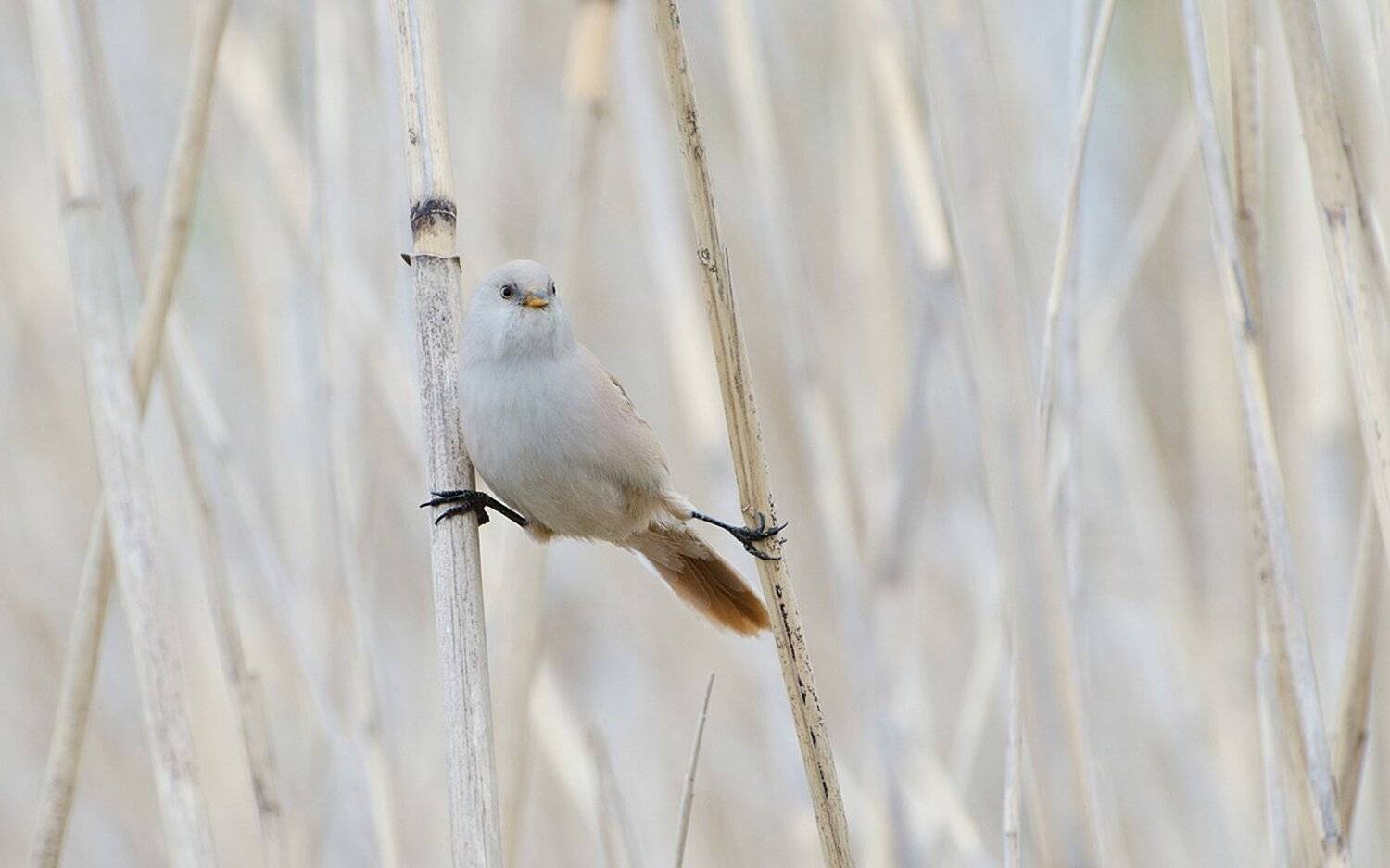синица, усатая, самка, ходули, Михаил Агеев