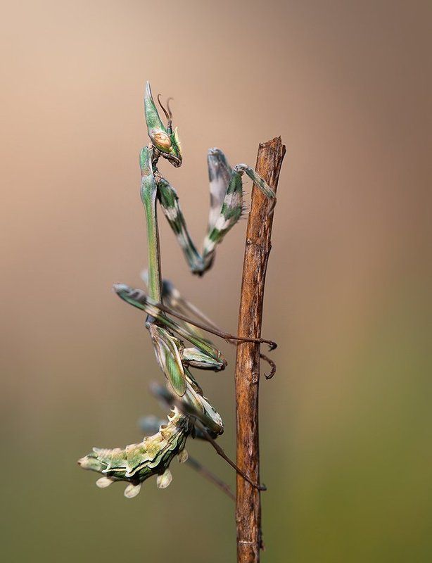 What\'s up ? фото превью