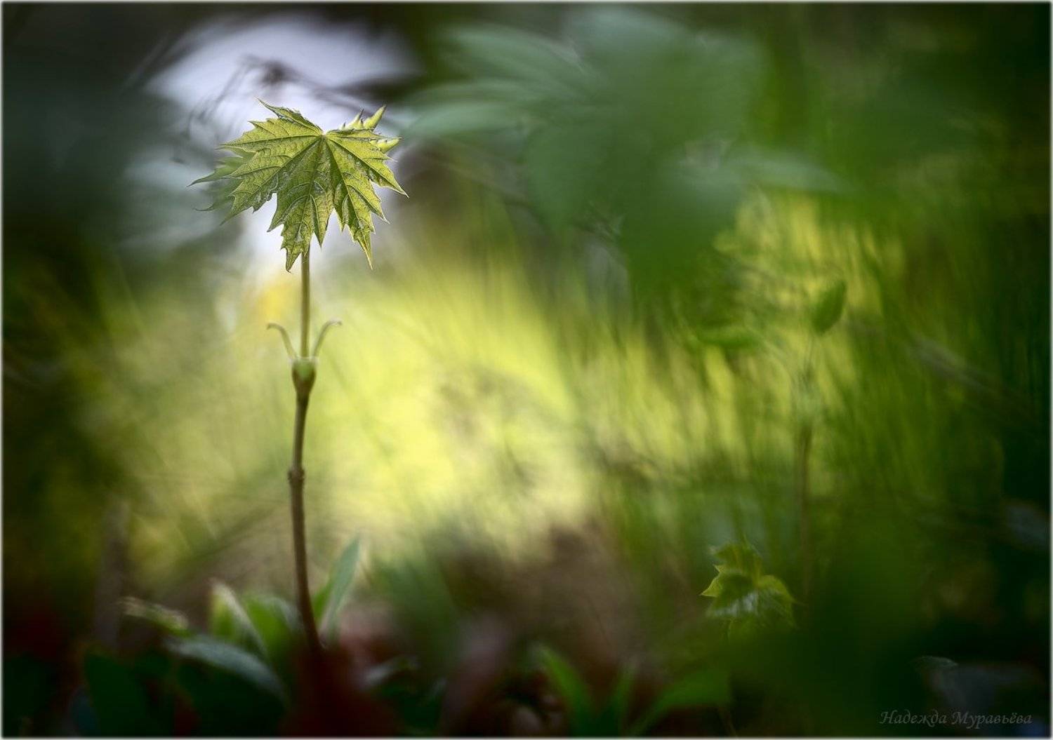 , Надежда Муравьёва