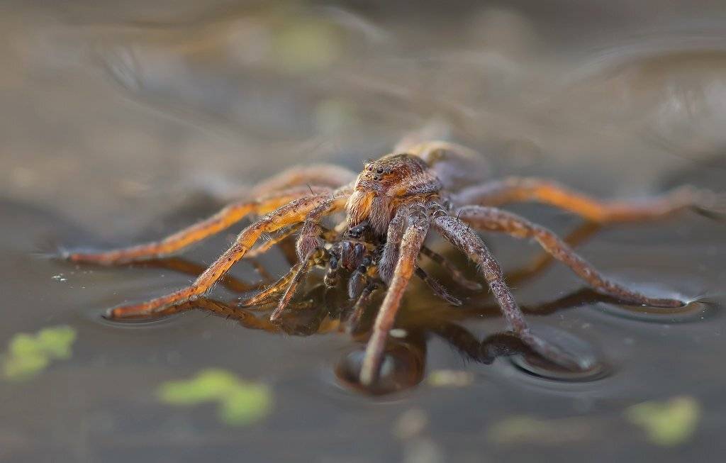 , Валерия Зверева