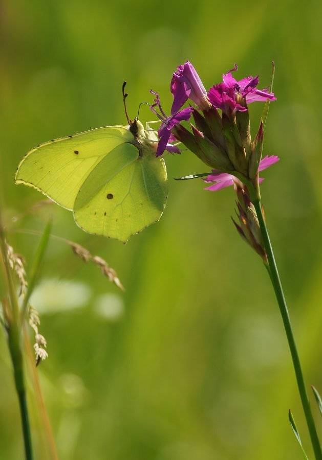 , Чепленко Алексей