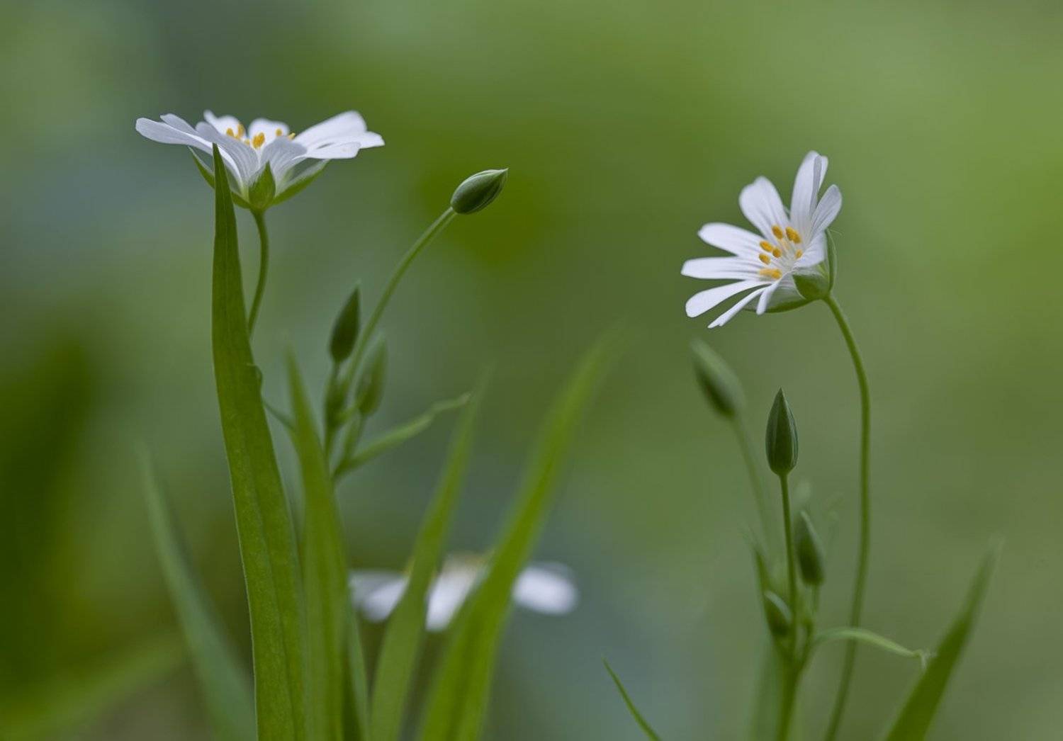 stellaria holostea, звездчатка, звездчатка ланцетолистная, Леонид