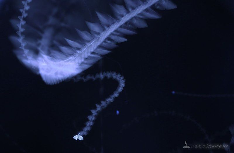 танец фото превью