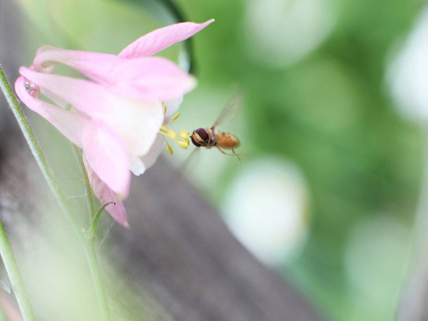 , Инесса Новикова