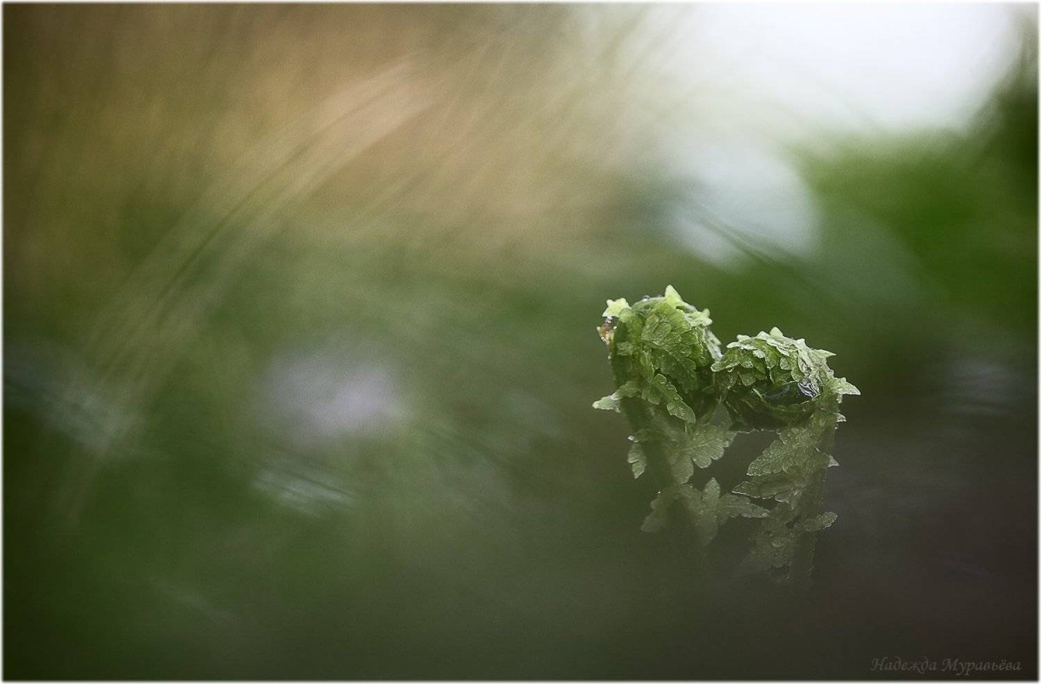 , Надежда Муравьёва